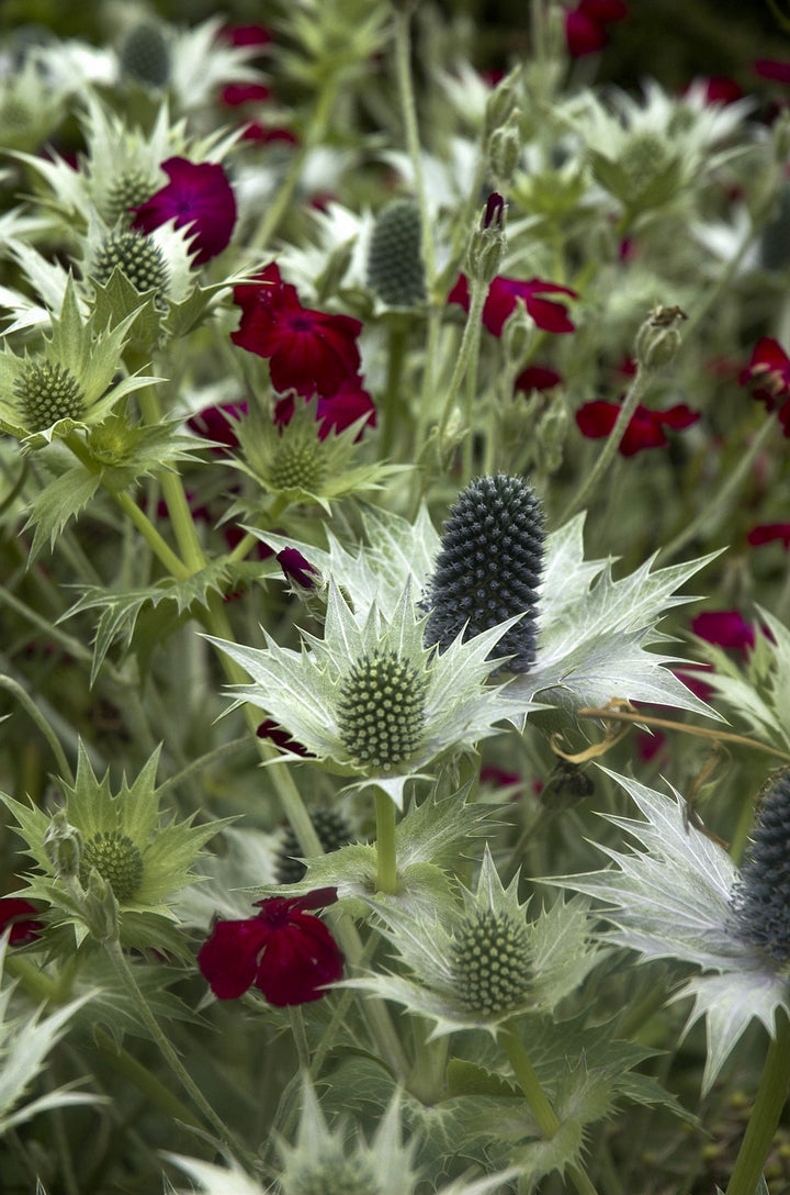 Eryngium giganteum AGM
