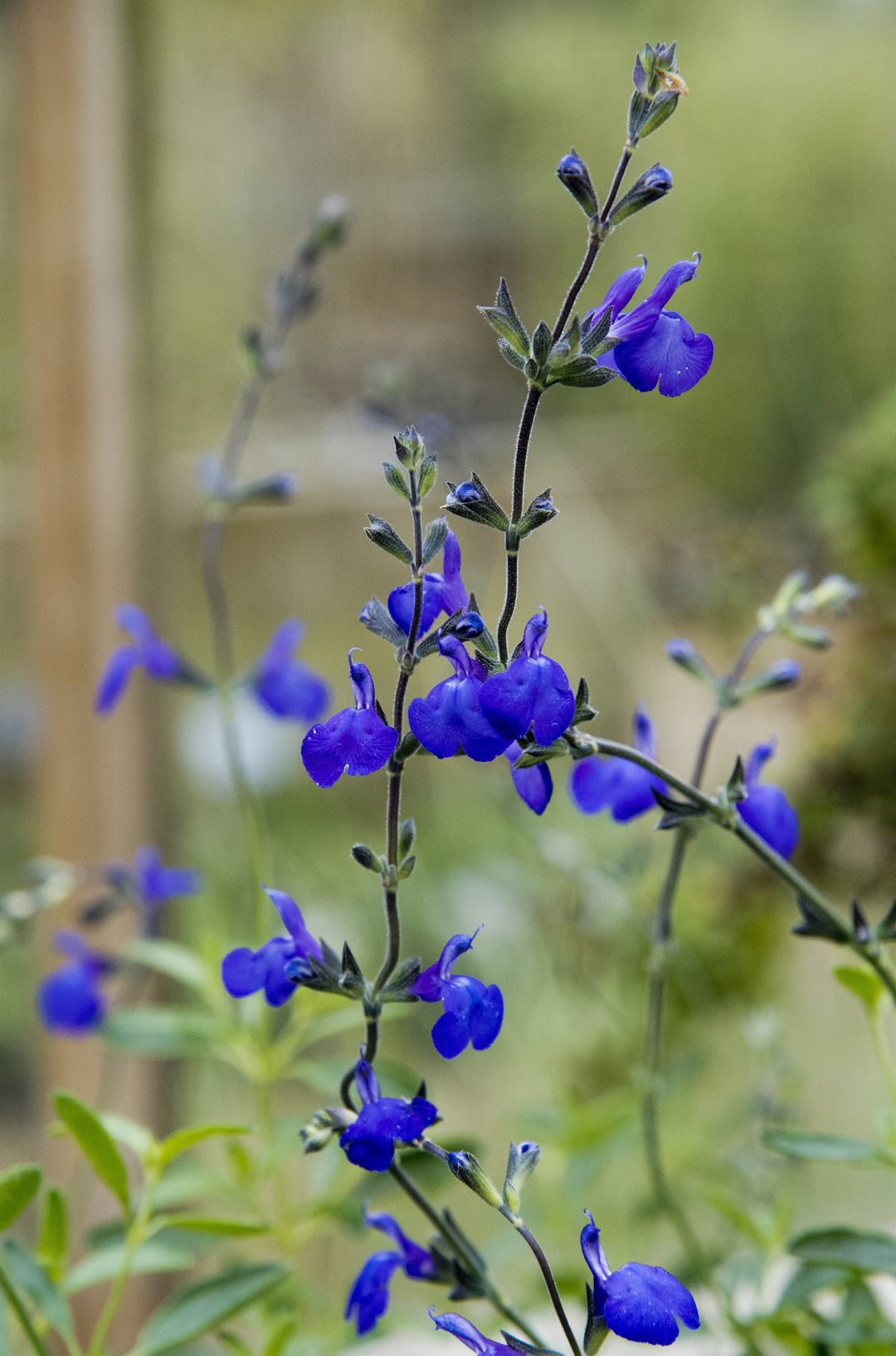 Salvia  Blue Note