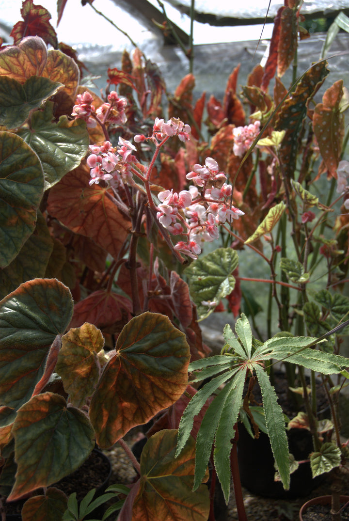 Begonia scharffii