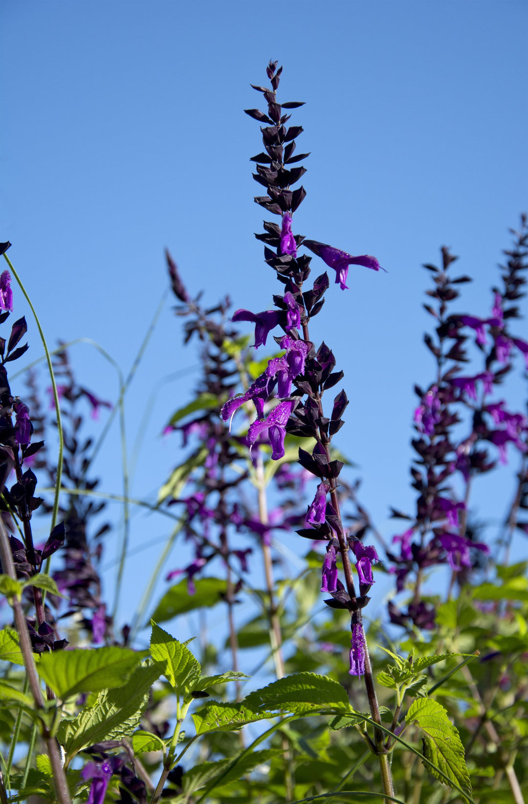 Salvia 'Amistad' AGM