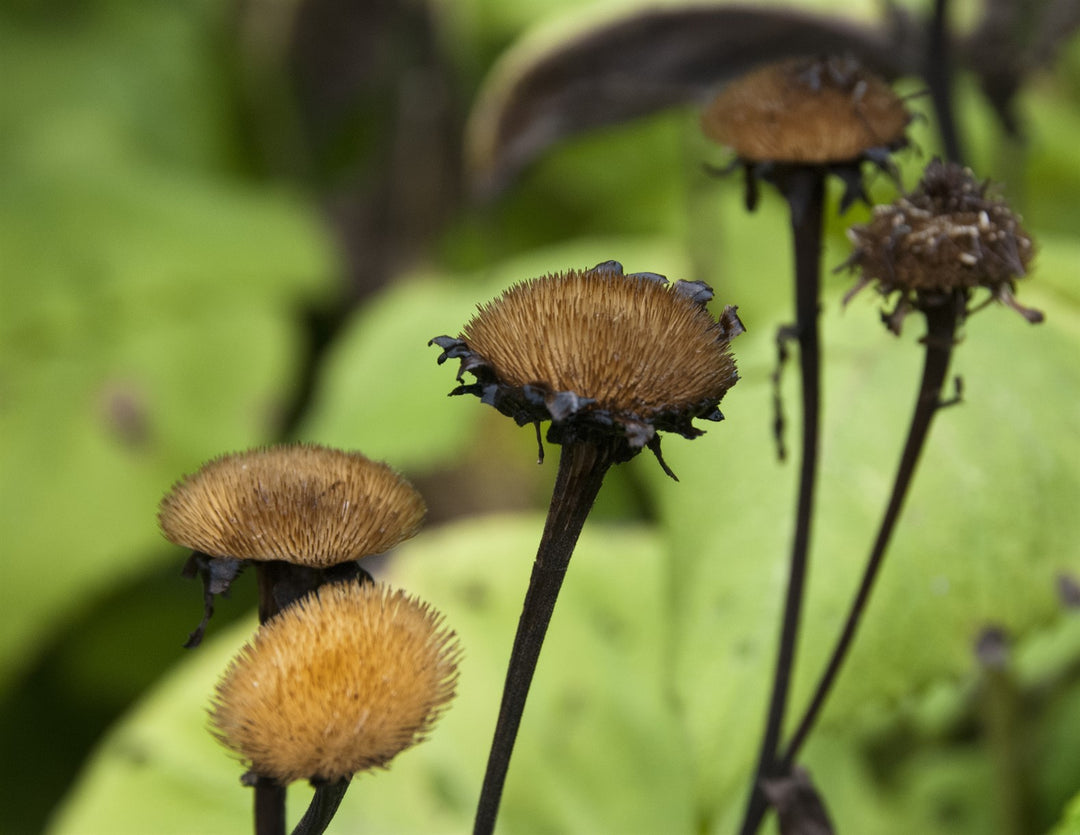 Telekia speciosa