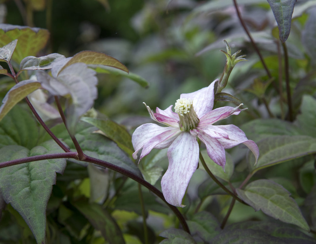 Clematis montana 'Marjorie'