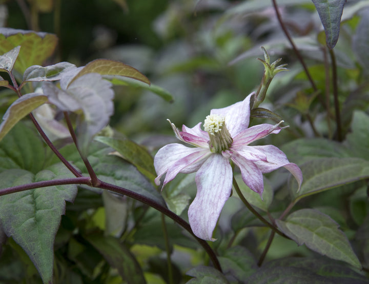 Clematis montana 'Marjorie'