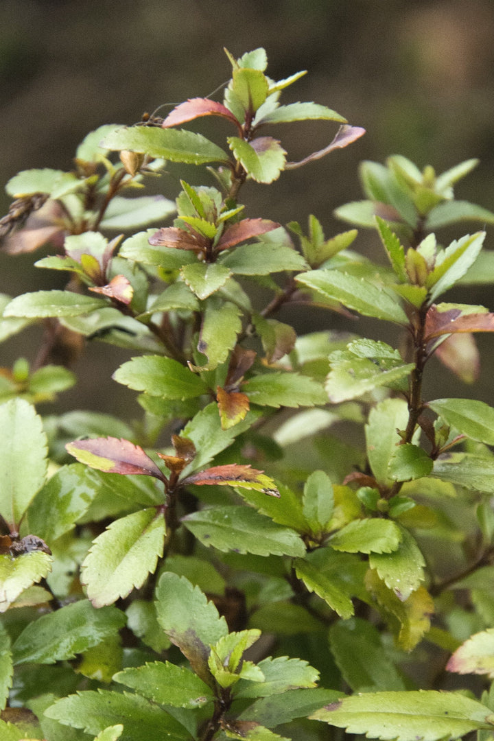 Veronica catarractae 'Porlock'