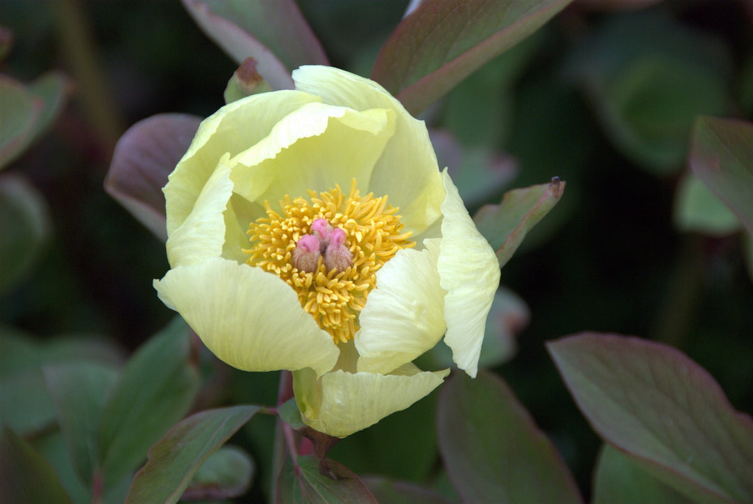 Paeonia mlokosewitschii  AGM