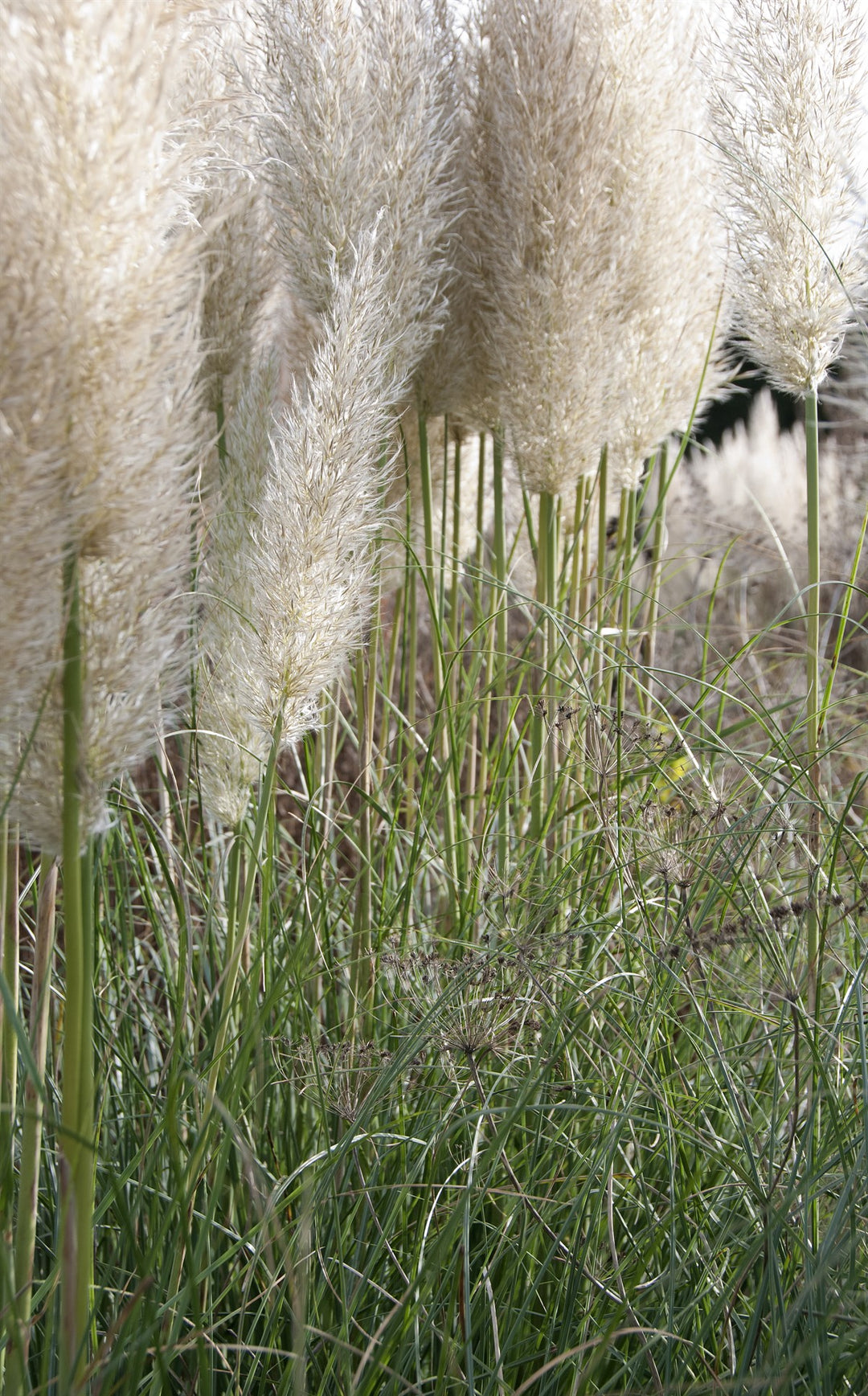Cortaderia selloana Pumila  AGM