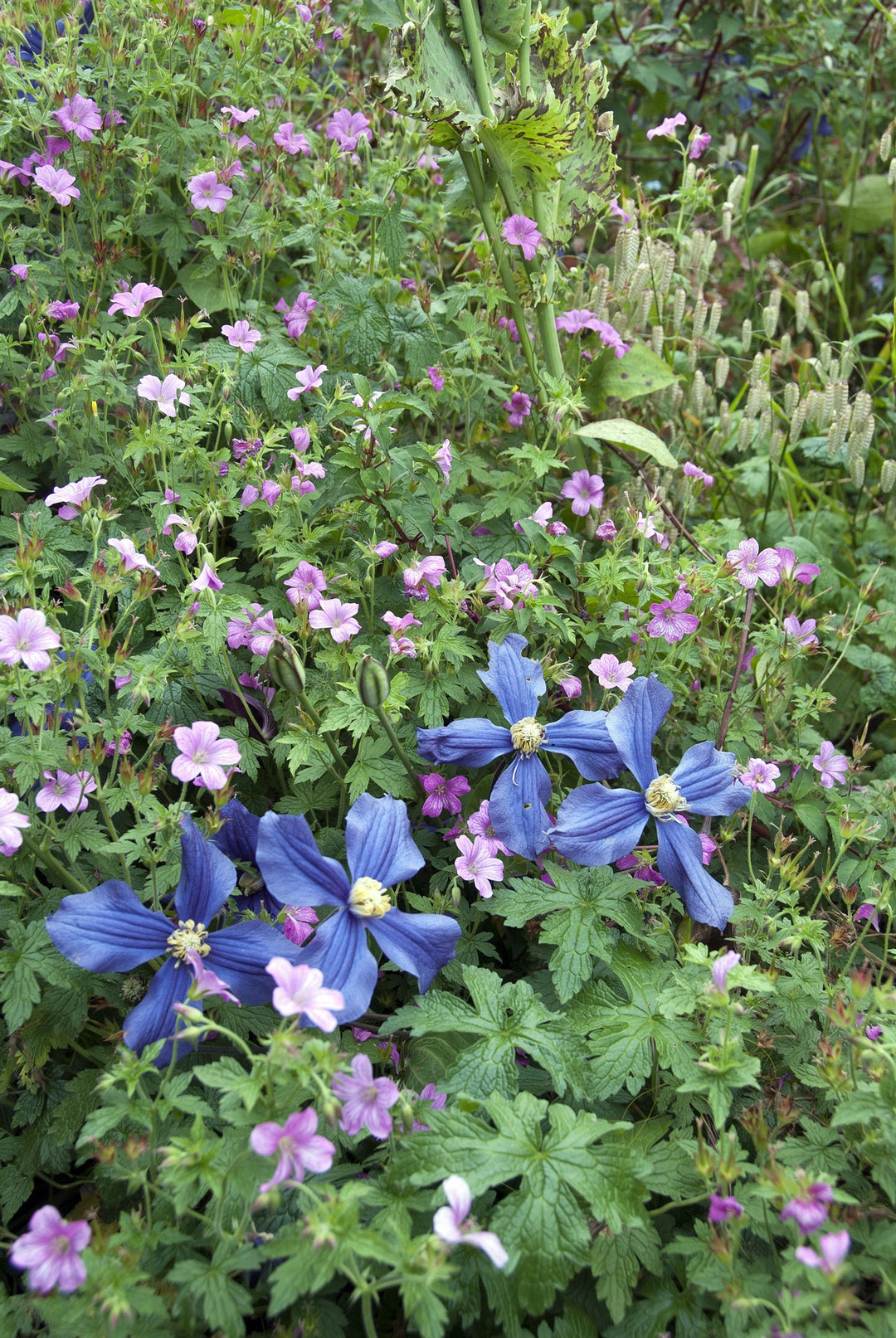 Clematis x durandii   AGM