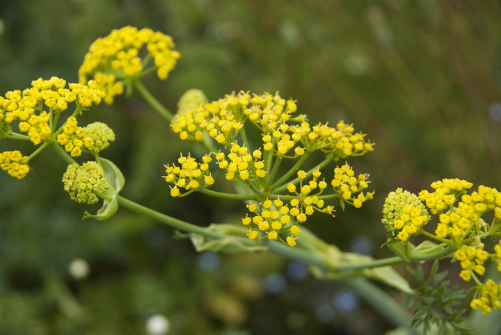 Ferula tingitana Cedric Morris