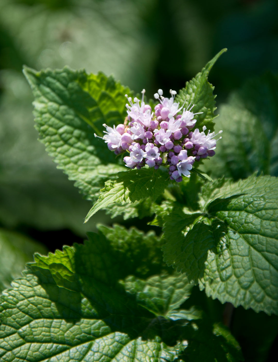 Valeriana pyrenaica