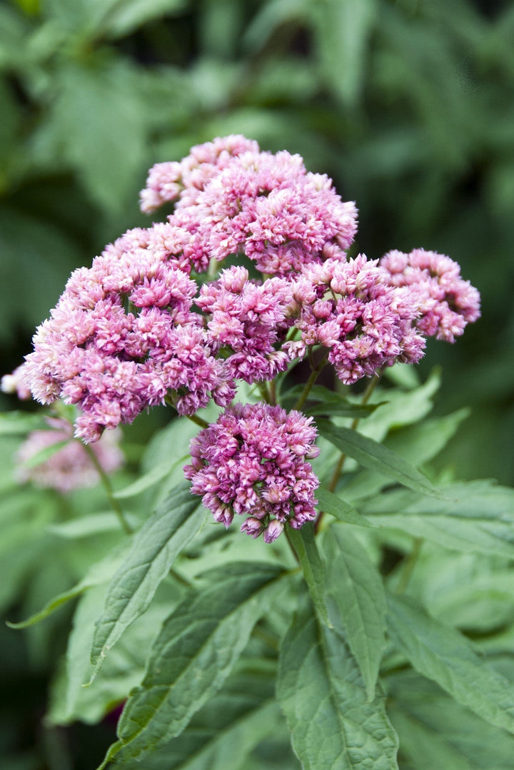 Eupatorium cannabinum f. cannabinum 'Flore Pleno'