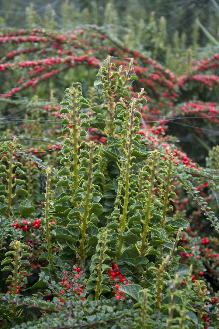 Hedera helix erecta in front of red berries