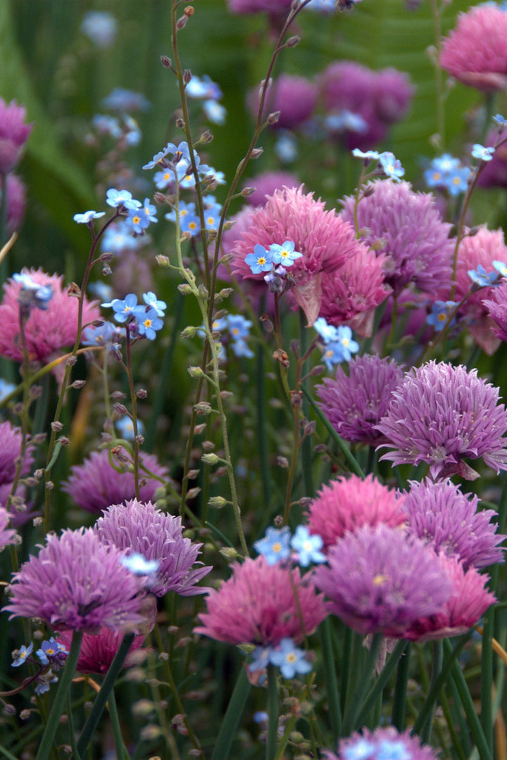 Chives with forget me not