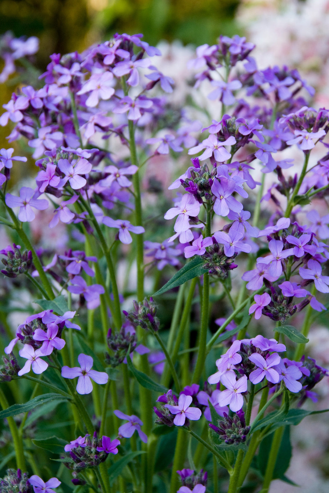 Hesperis matronalis