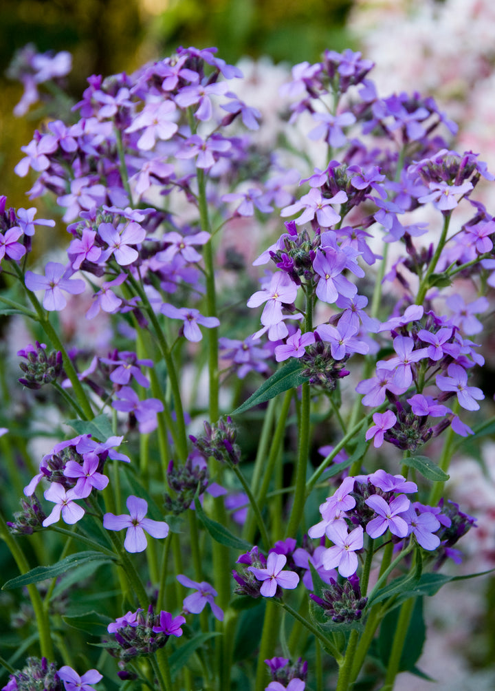 Hesperis matronalis