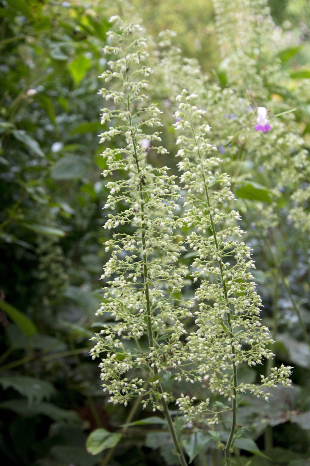 The white spire flowerhead of the Heuchera villosa Autumn Bride