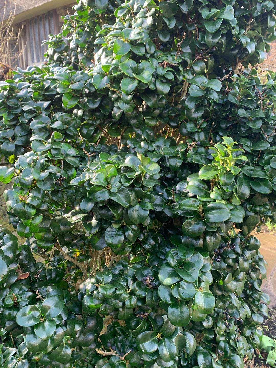 Ligustrum japonicum Rotundifolium