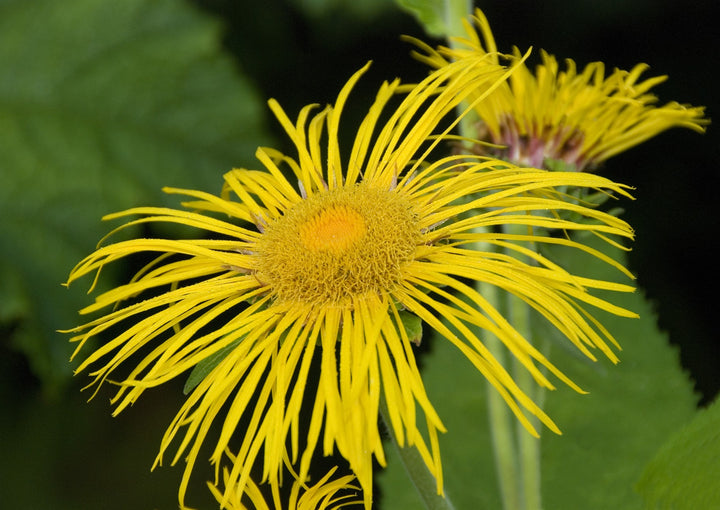 Inula magnifica close up