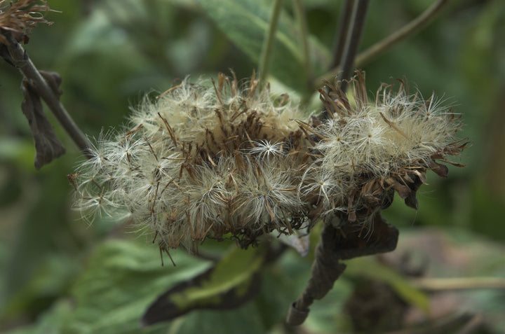 Inula magnifica seed heads