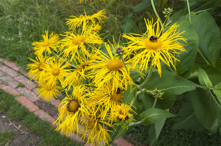 Inula magnifica with bumble bee