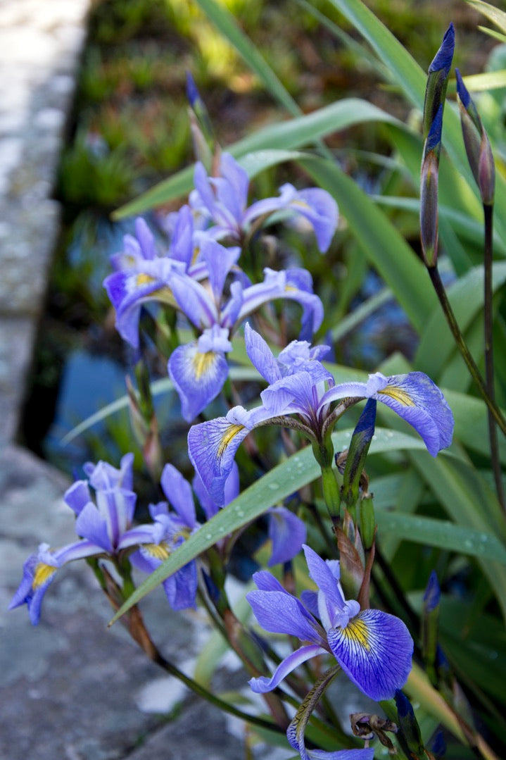 Iris x robusta Gerald Darby