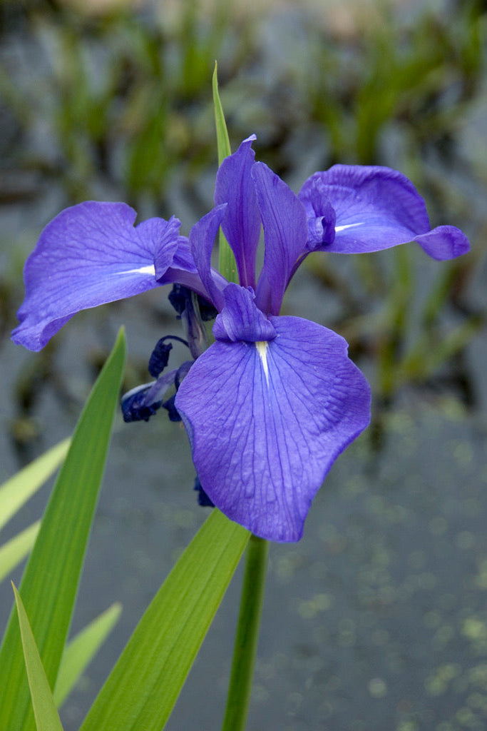 Iris x robusta Gerald Darby close up