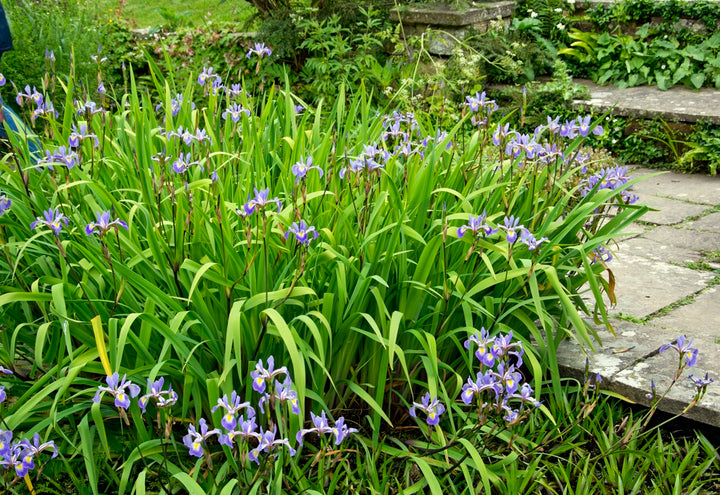 Iris x robusta Gerald Darby in pond