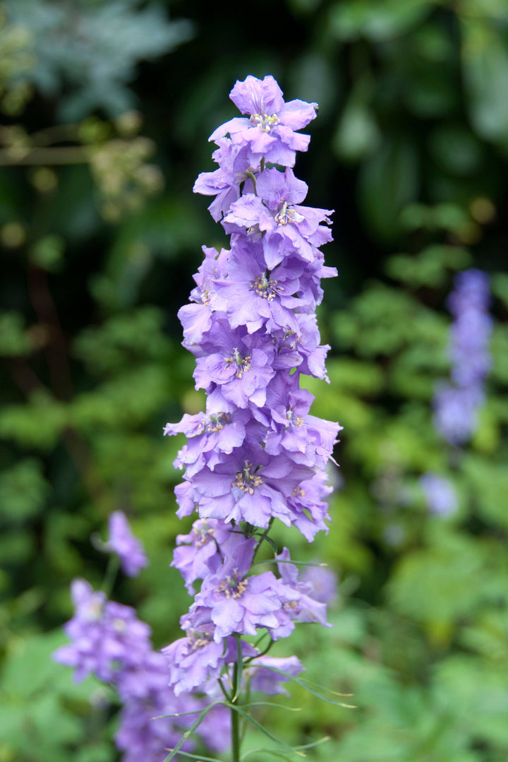 Larkspur Sublime Lilac