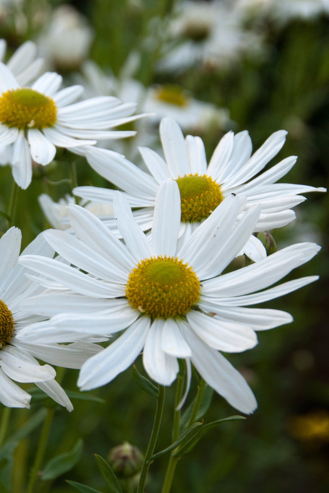 Leucanthemella serotina flower head white daisy like flower with yellow centre