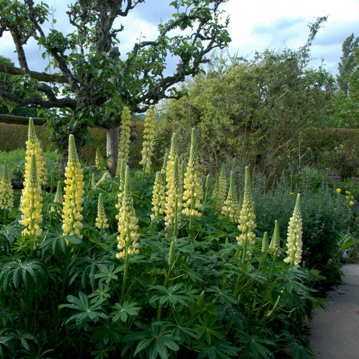 Lupinus Chandelier