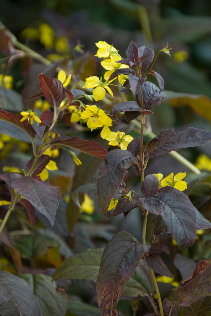 Lysimachia ciliata Firecracker.