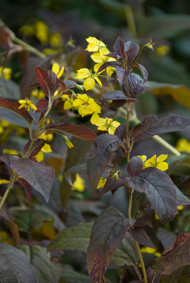 Lysimachia ciliata Firecracker.