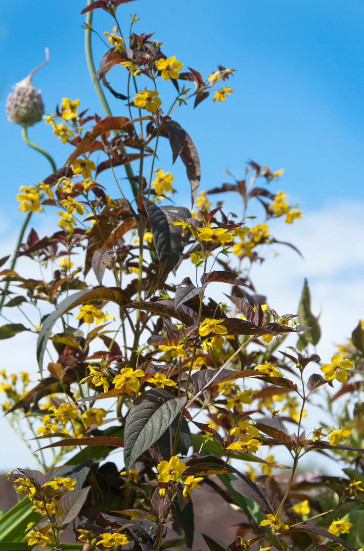 Lysimachia ciliata Firecracker against the sky