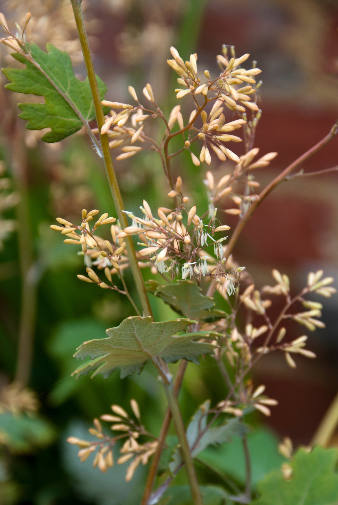 Macleaya microcarpa 'Kelways Coral Plume'