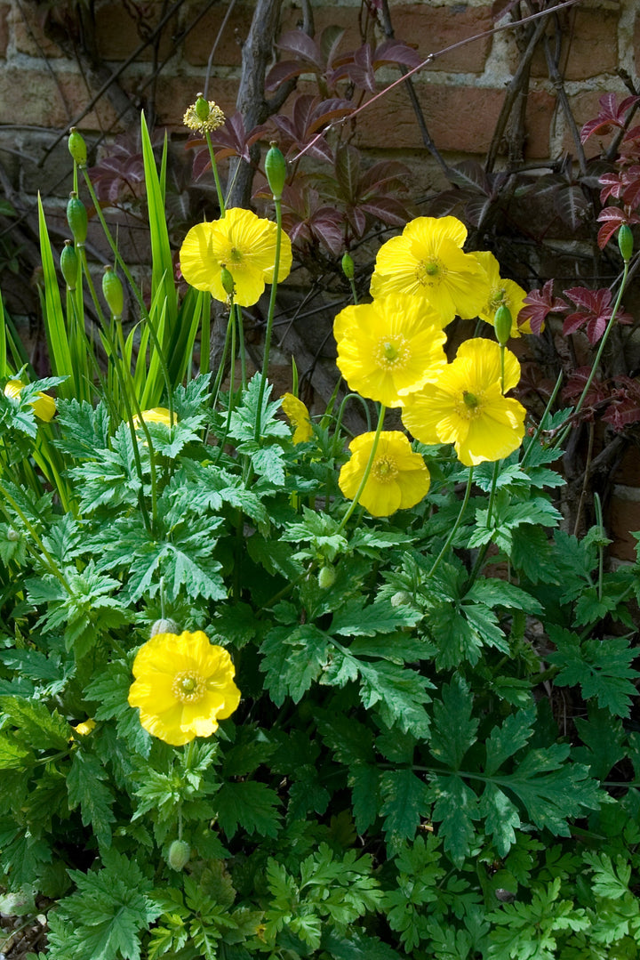 Meconopsis cambrica