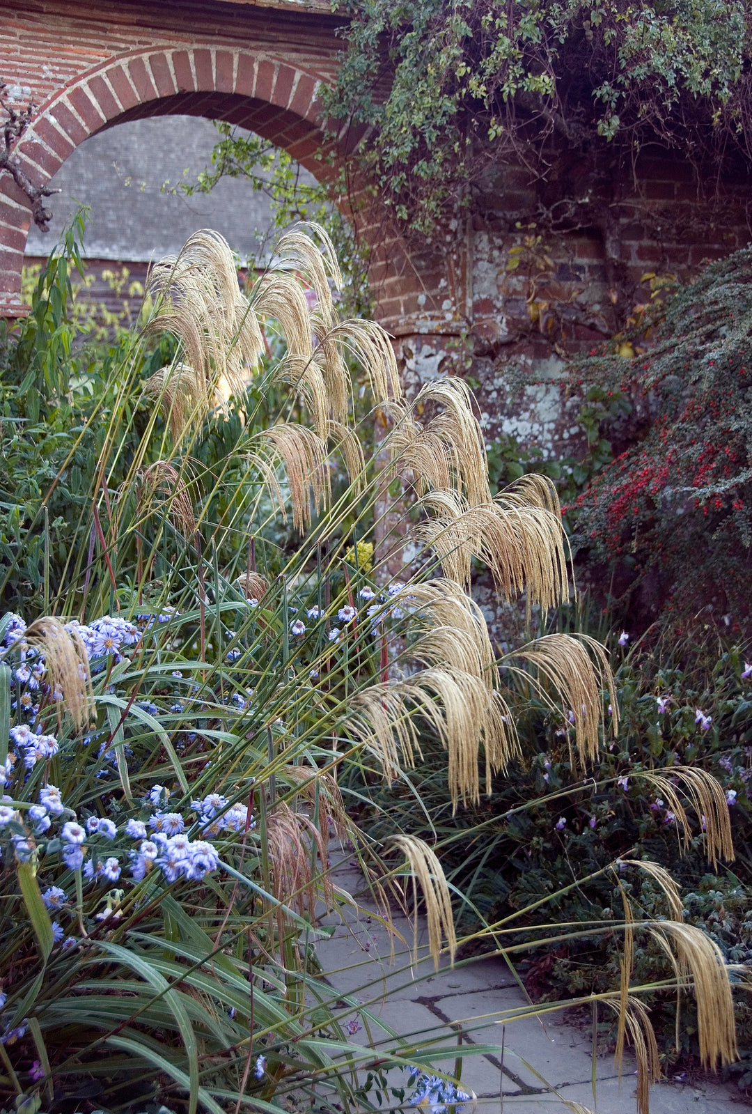 Miscanthus nepalensis