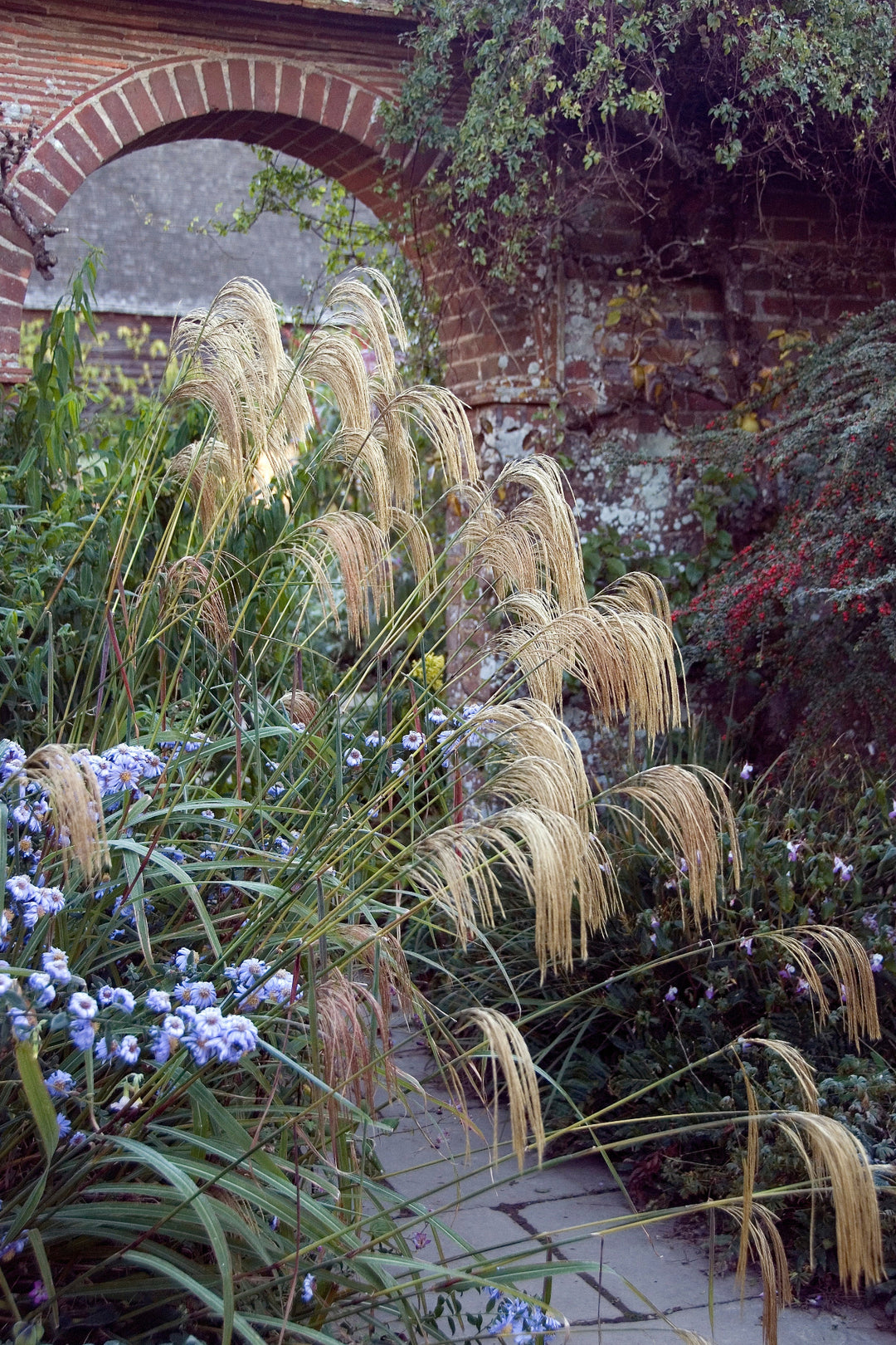 Miscanthus_nepalensis with aster in front of brick wall