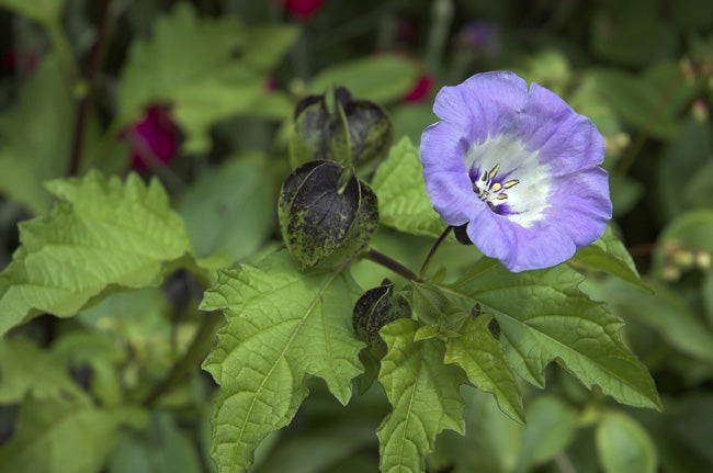 Great Dixter Seed-  Nicandra physalodes