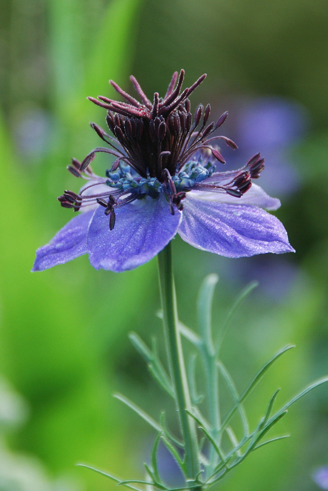 Nigella_HispanicCuriosity