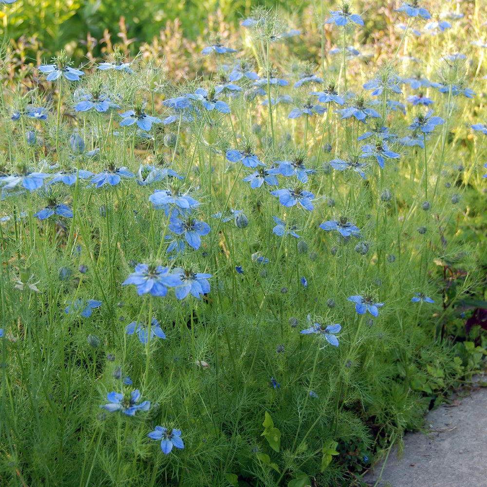 Nigella_Miss Jekyll_border 