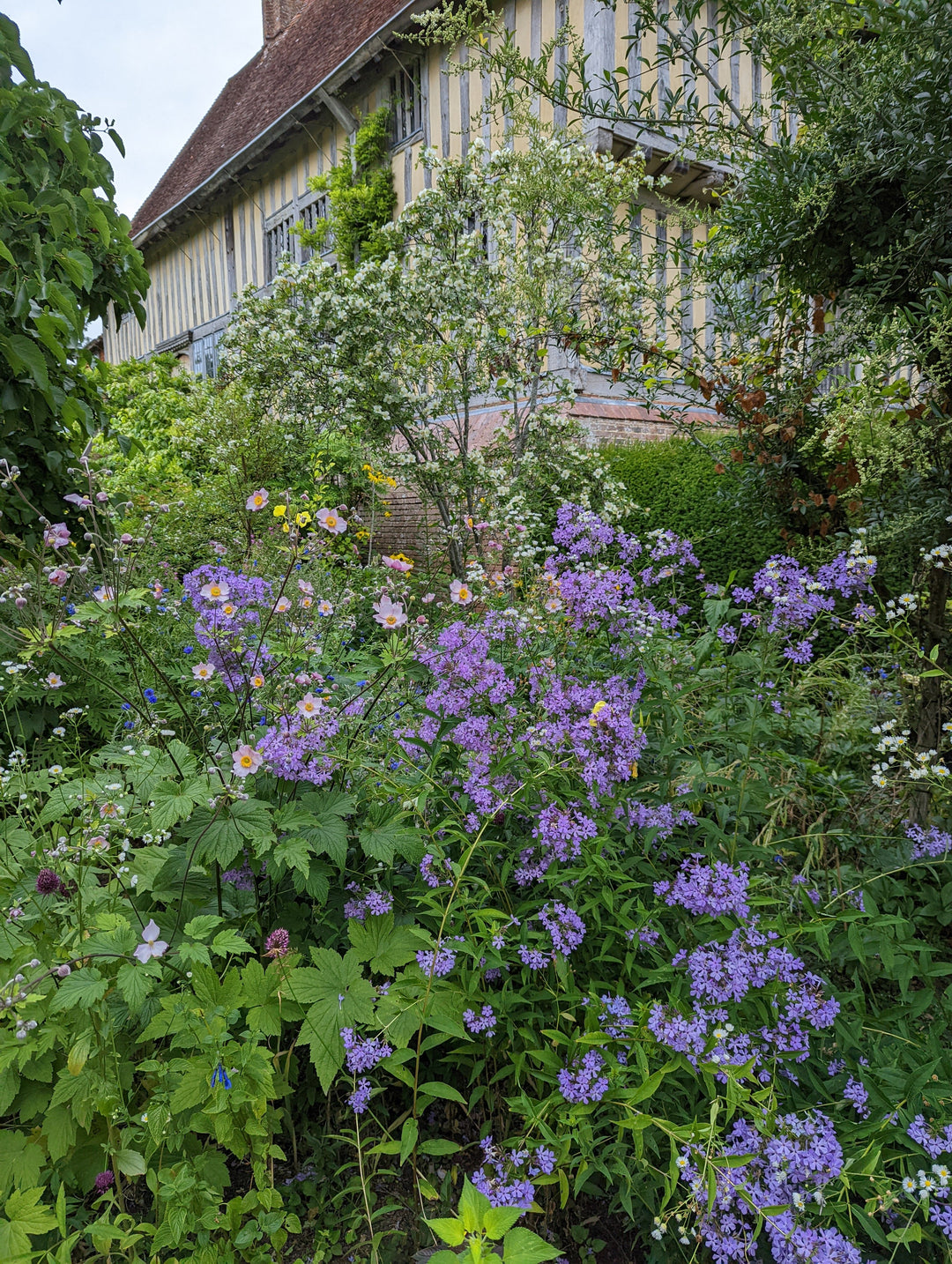 Phlox paniculata wild form 'Margery Fish'