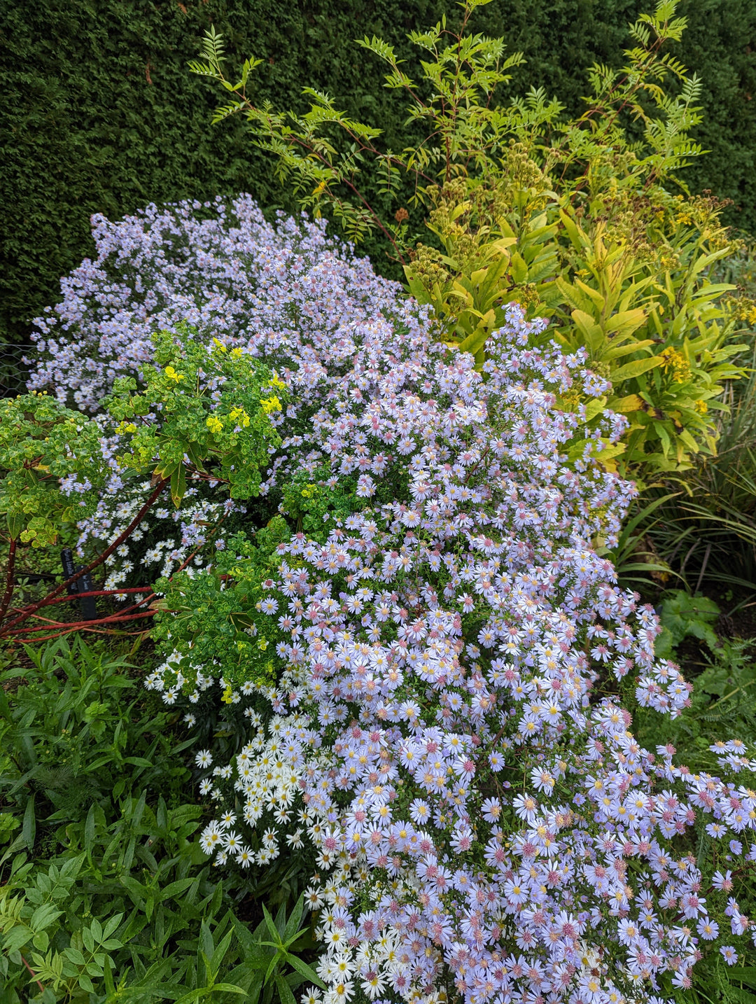 Symphyotrichum lateriflorum 'Dixter's Chloe'