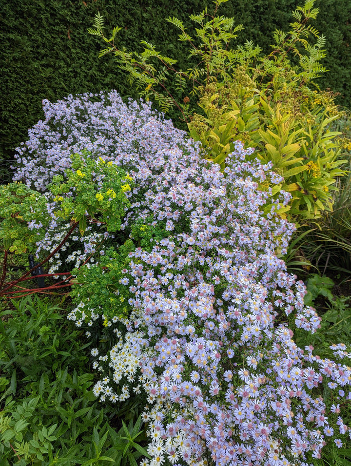 Symphyotrichum lateriflorum 'Dixter's Chloe'