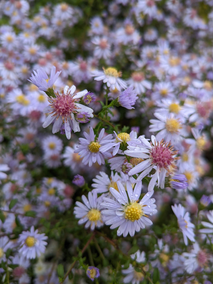 Symphyotrichum lateriflorum 'Dixter's Chloe'