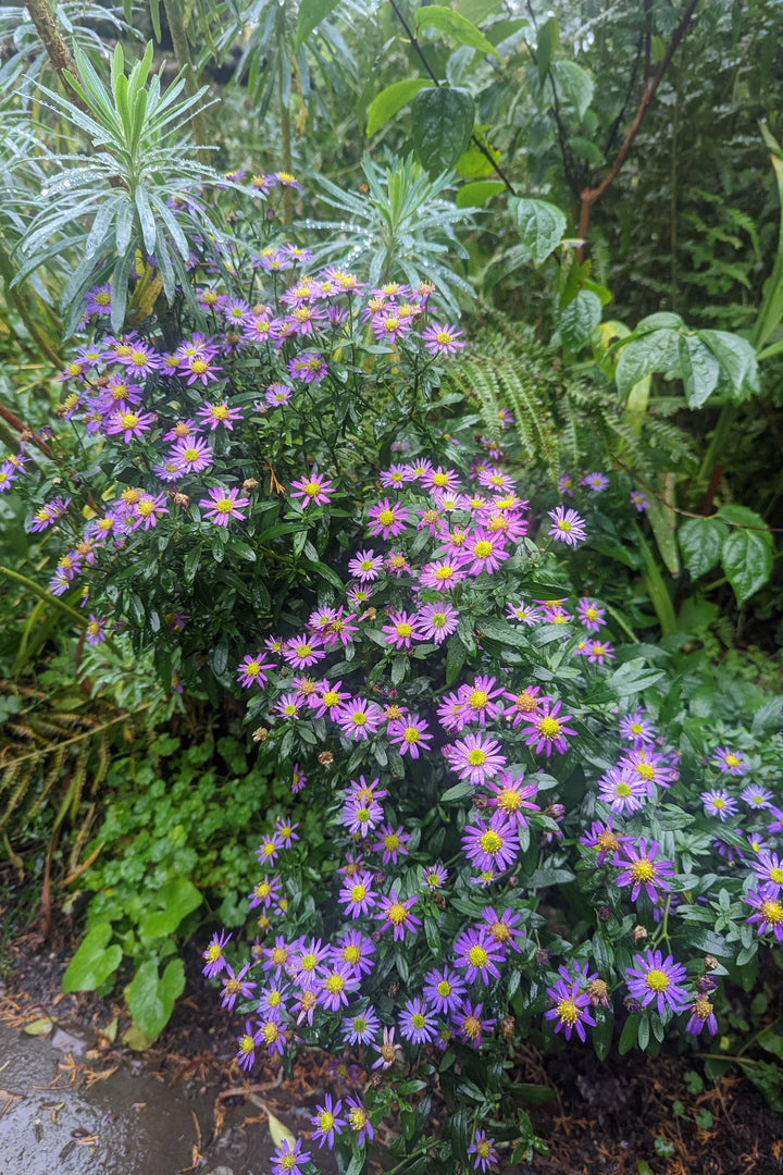 Aster ageratoides 'Ezo Murasaki'