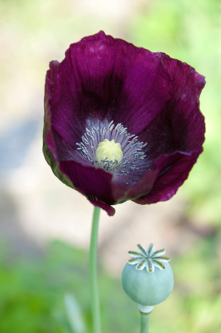 Papaver Laurens Grape