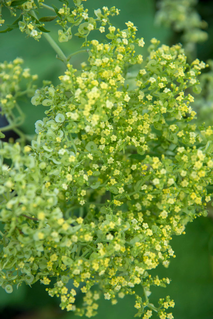 Patrinia punctiflora