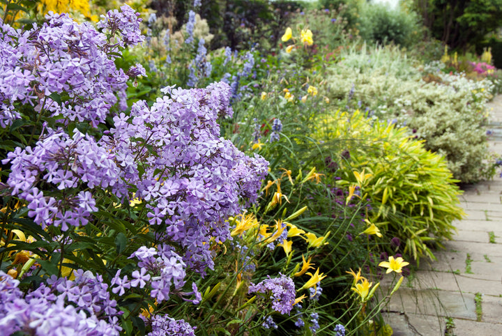 Phlox paniculata wild form 'Margery Fish'