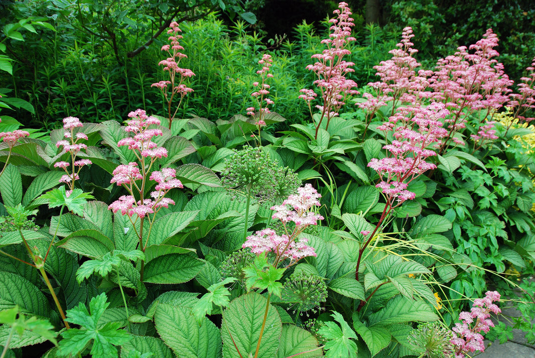Rodgersia 'Maurice Mason' AGM