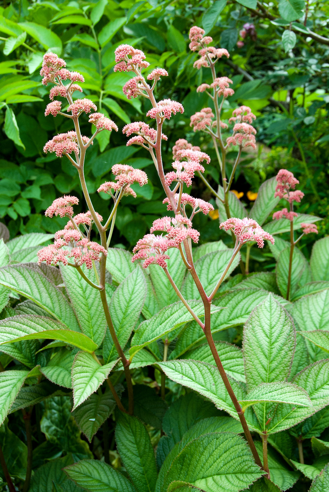 Rodgersia 'Maurice Mason' AGM