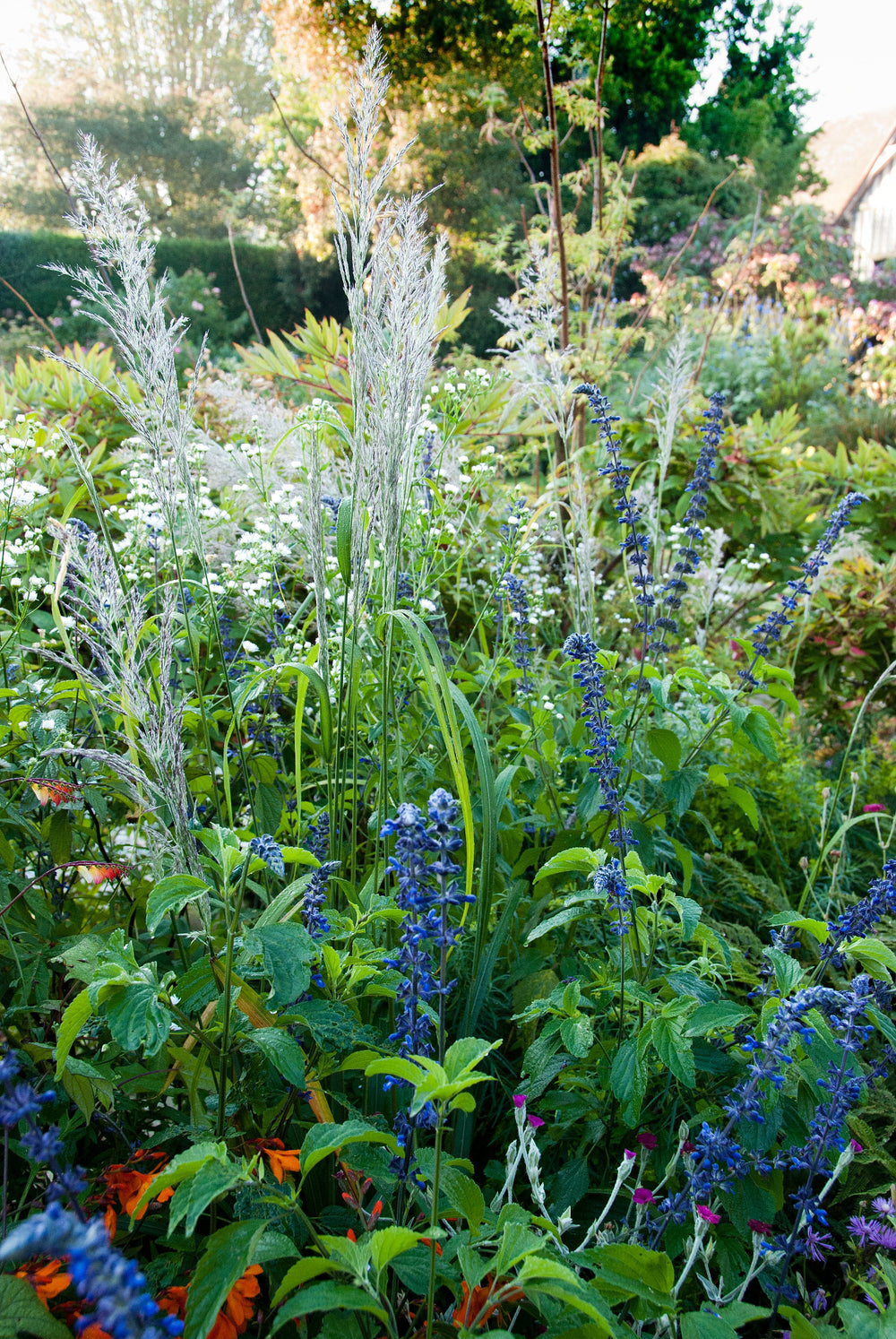 Calamagrostis brachytricha AGM with salvia IS